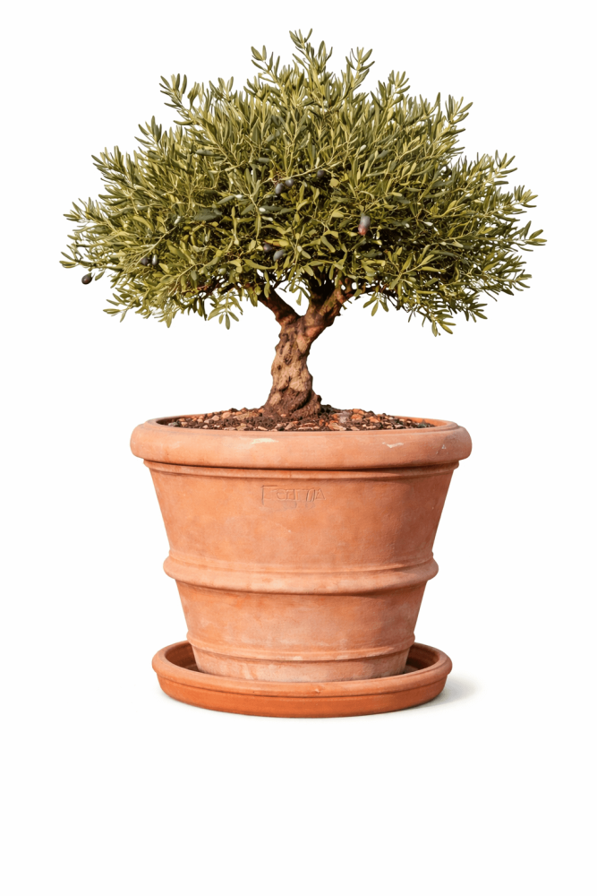 Soucoupe en terre cuite de pot en terracotta Impruneta originale – artisanat toscan de qualité